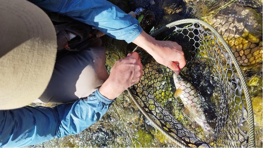Dry Fly Catch 1