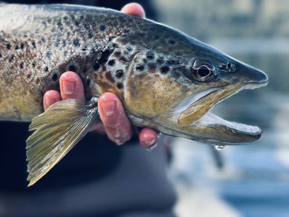 Fly Fishing Patagonia