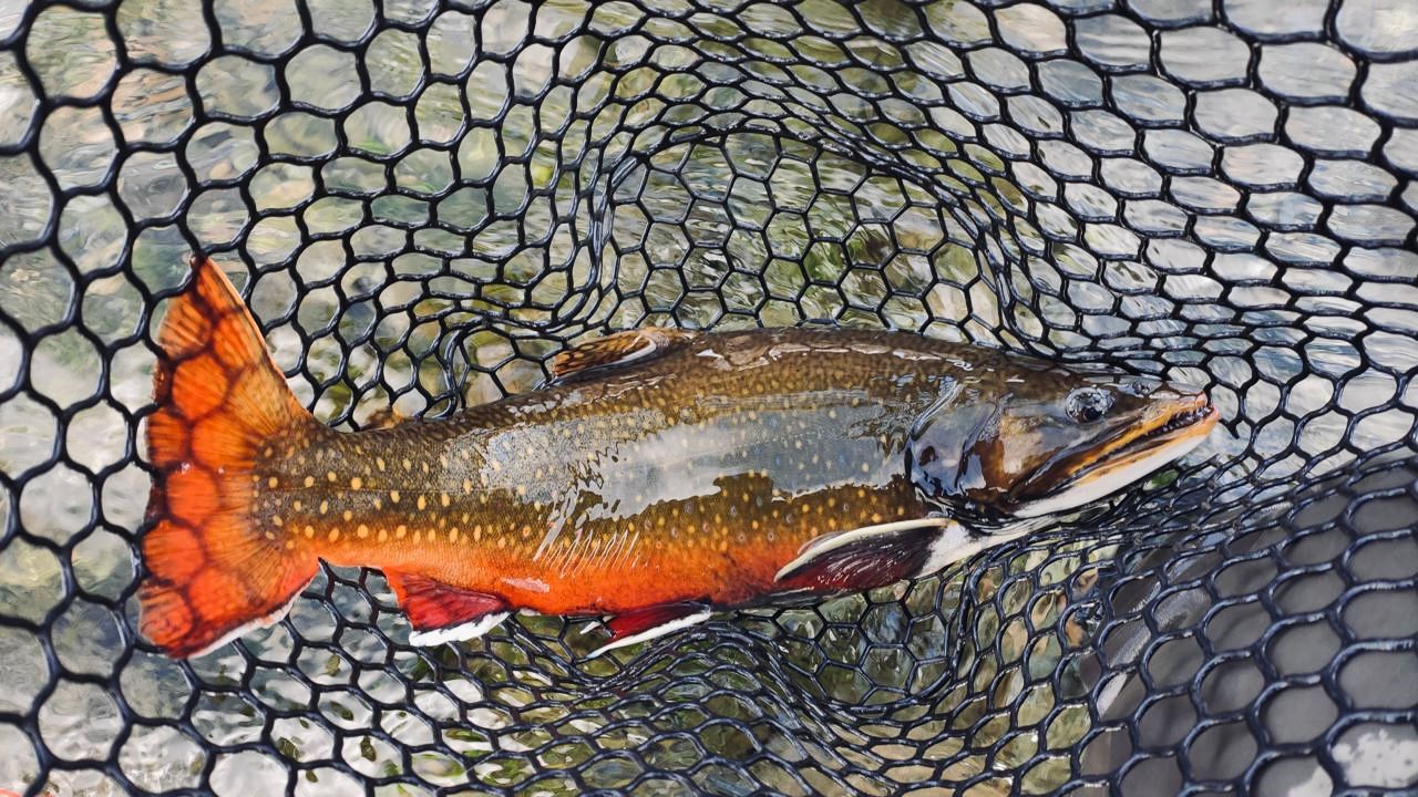 Fly Fishing Casting
